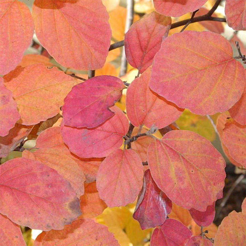 Fothergilla gardenii - Lampenpoetsersstruik