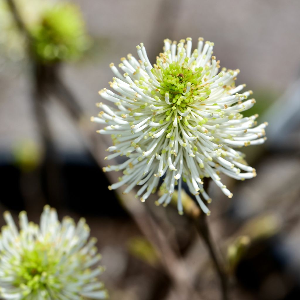 Fothergilla gardenii Suzanne - Lampenpoetsersstruik