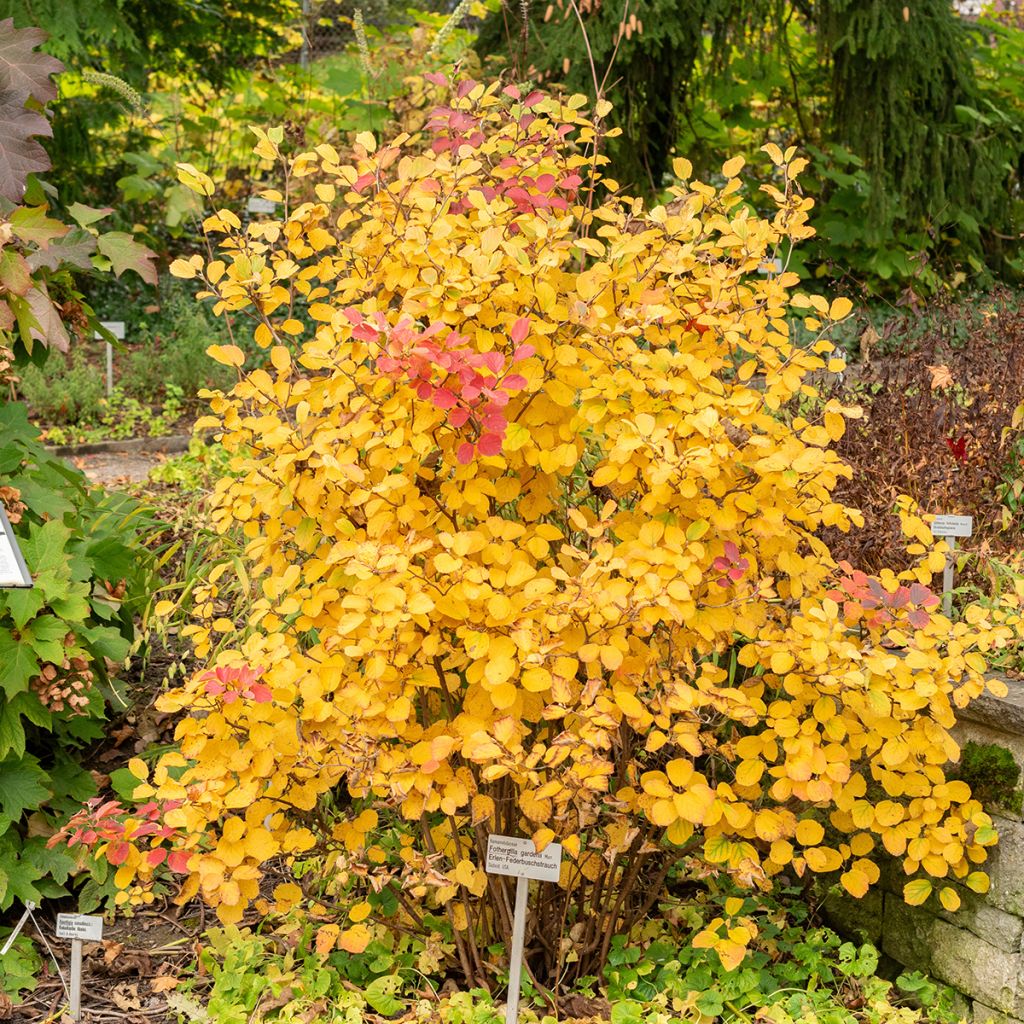 Fothergilla gardenii - Lampenpoetsersstruik