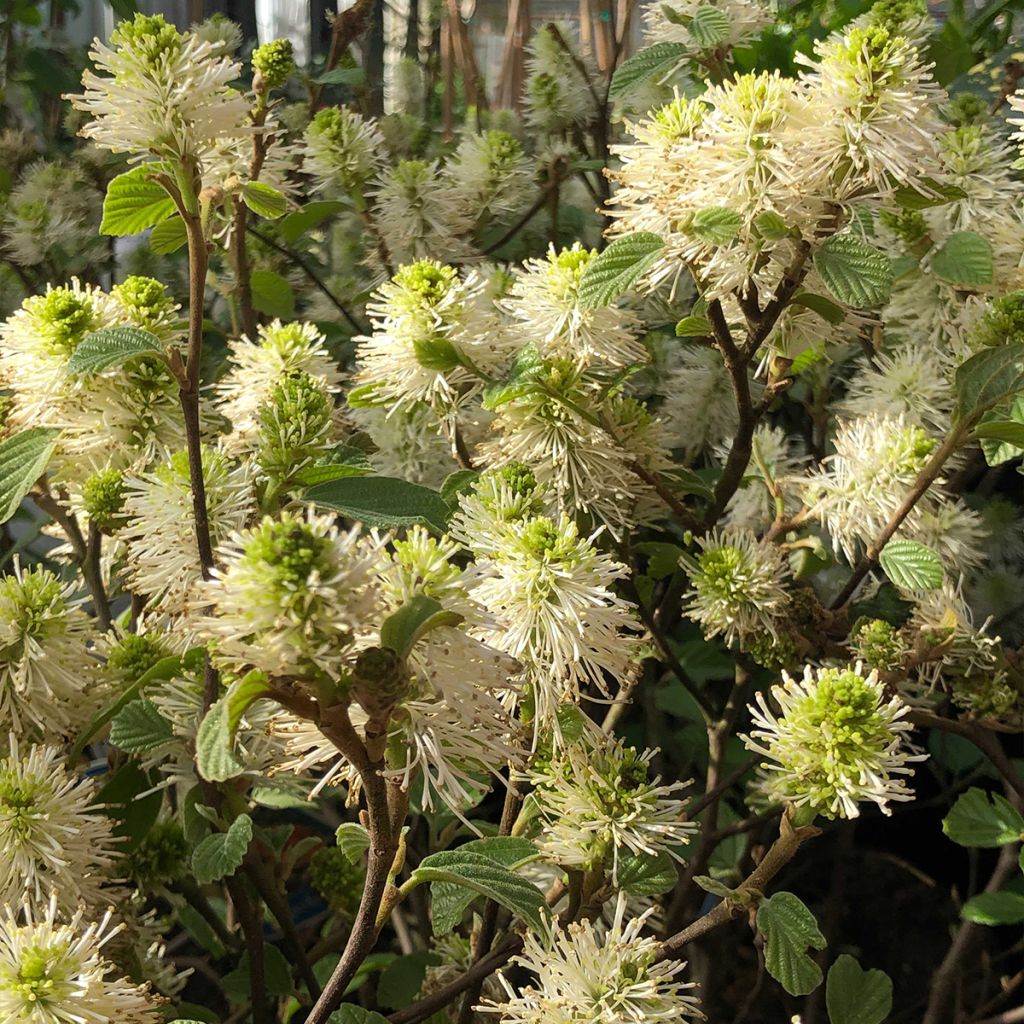 Fothergilla gardenii - Lampenpoetsersstruik