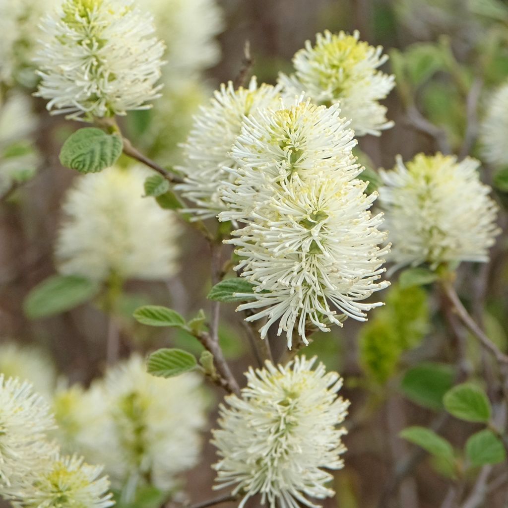 Fothergilla intermedia Blue Shadow - Lampenpoetsersstruik