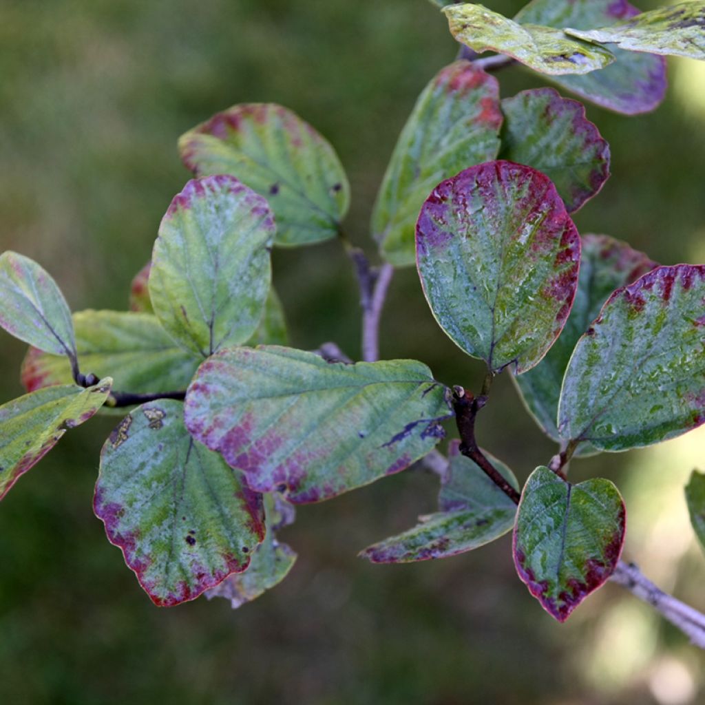 Fothergilla intermedia Blue Shadow - Lampenpoetsersstruik