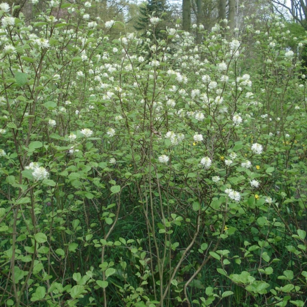 Fothergilla major - Lampenpoetsersstruik