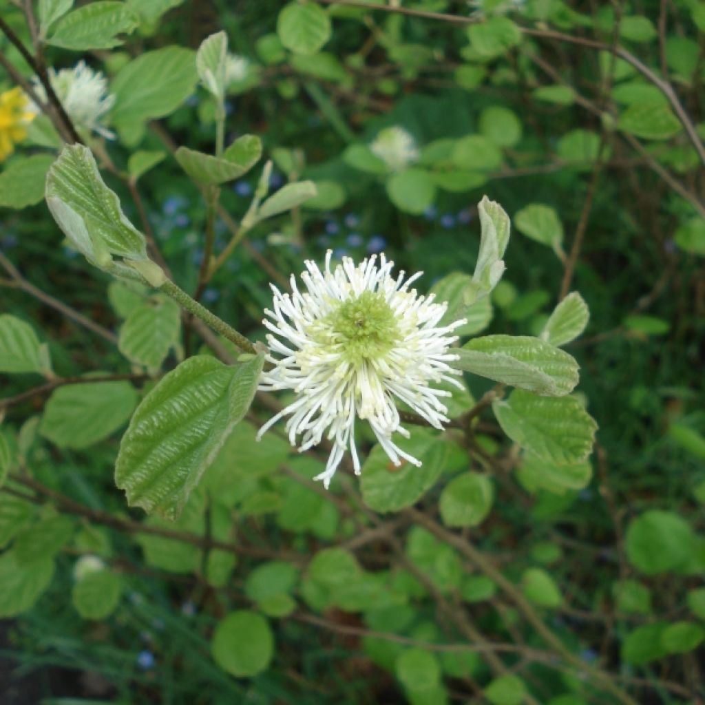 Fothergilla major - Lampenpoetsersstruik
