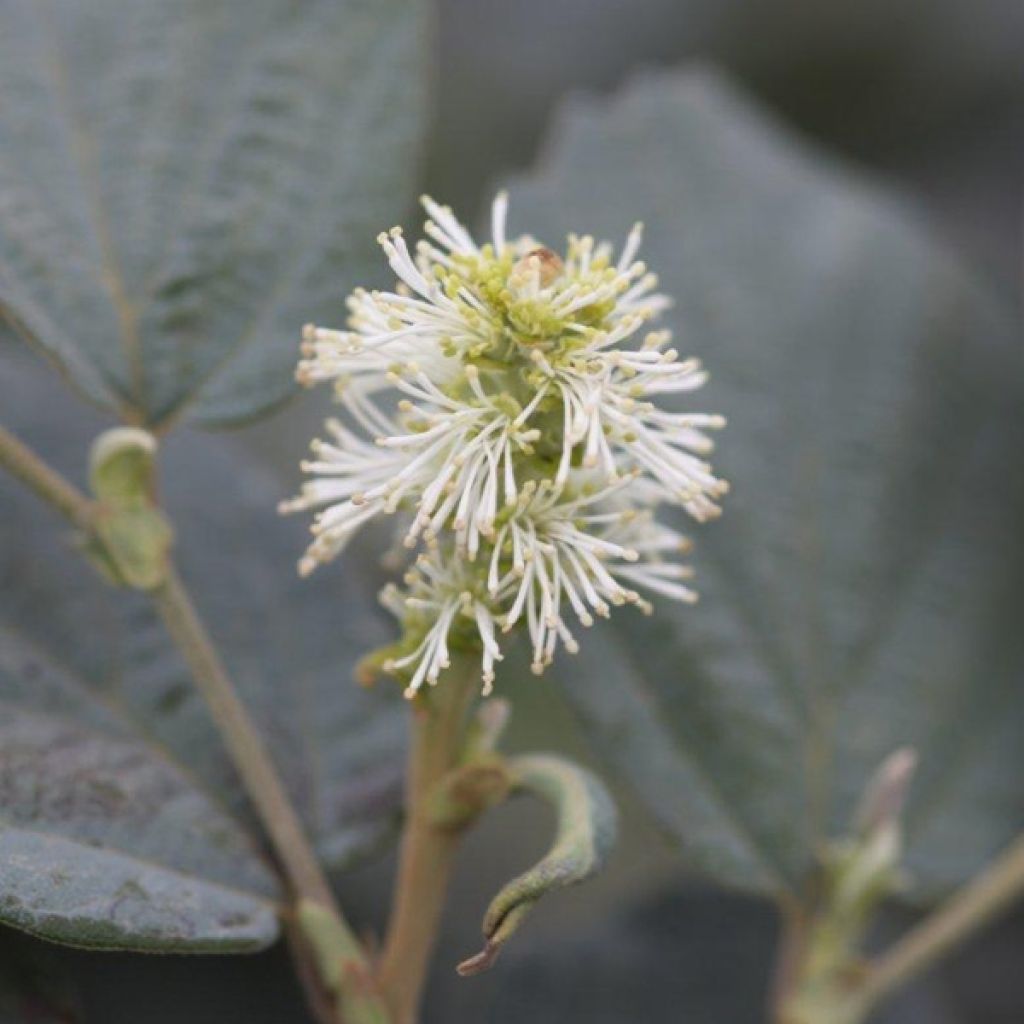 Fothergilla intermedia Blue Shadow - Lampenpoetsersstruik