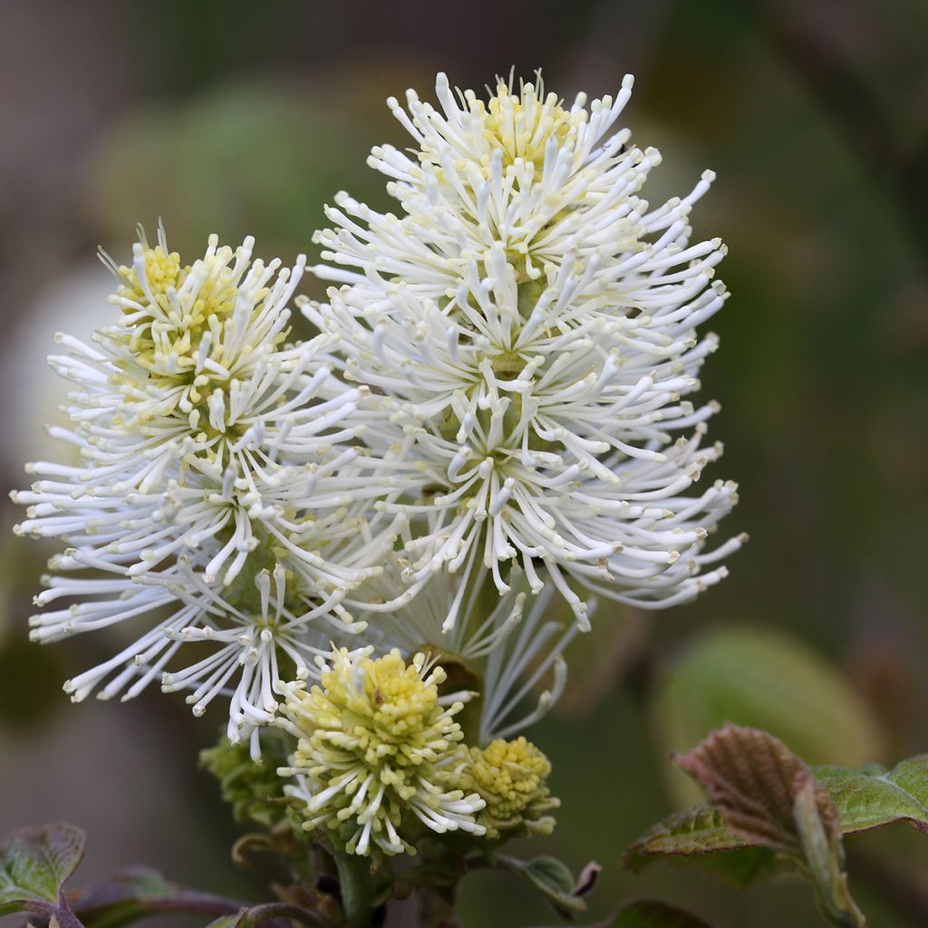 Fothergilla major - Lampenpoetsersstruik