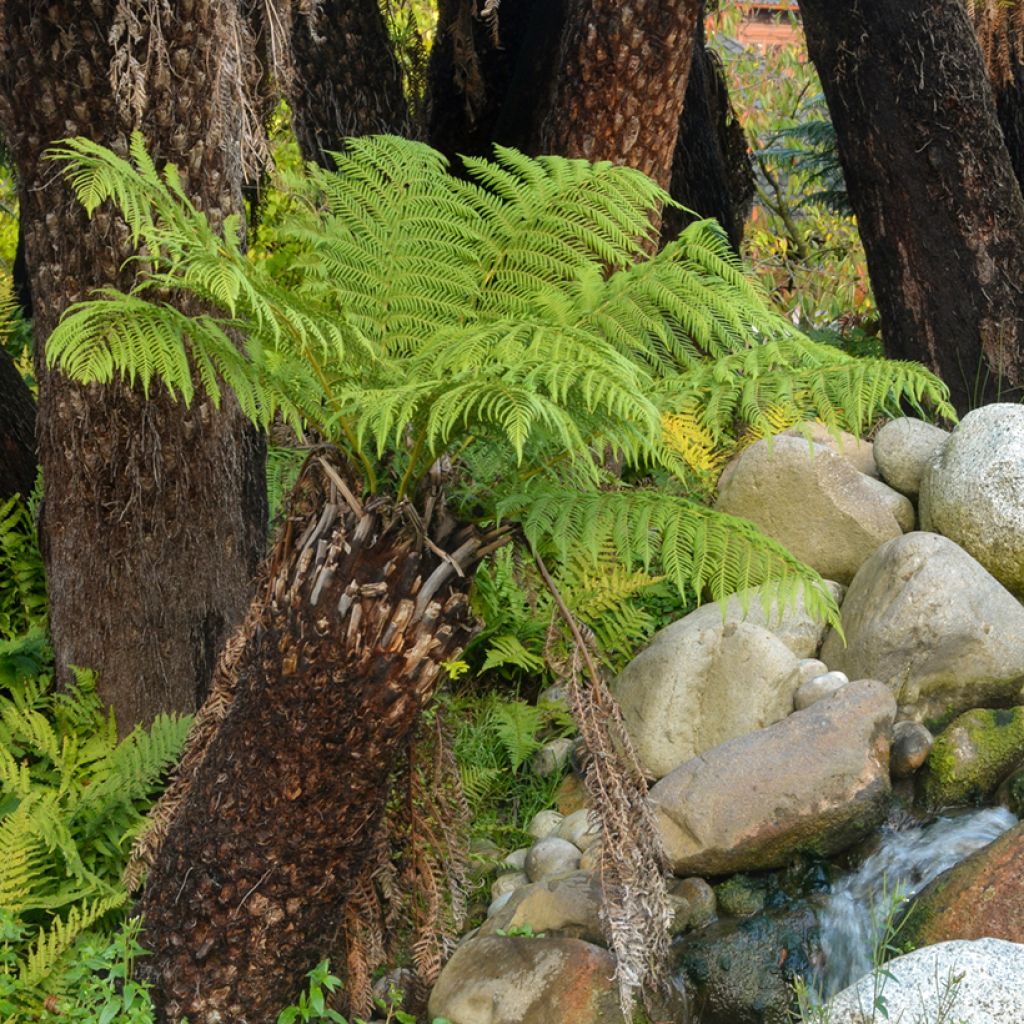 Dicksonia antarctica - Tasmaanse boomvaren