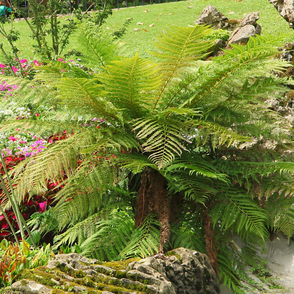 Dicksonia antarctica - Tasmaanse boomvaren
