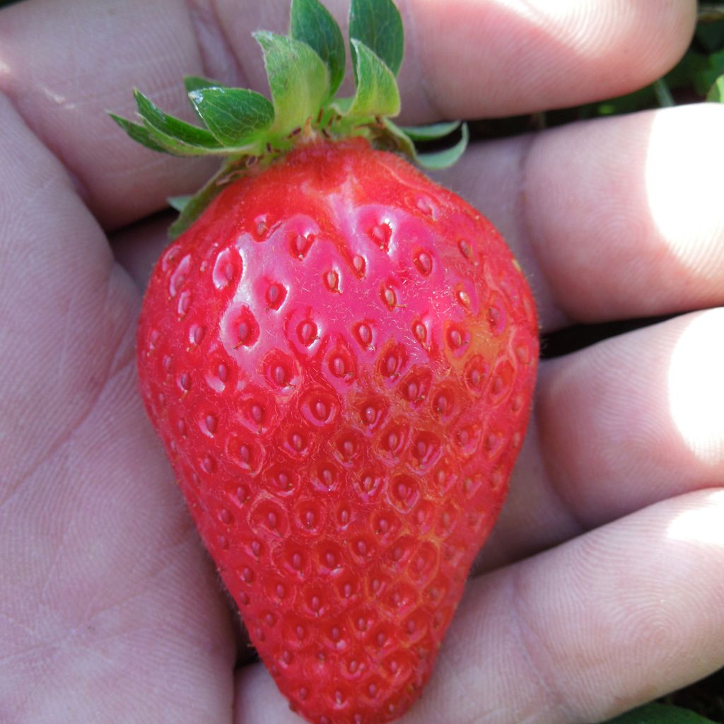 Aardbei Mariguette BIO (doordragend - jonge planten)