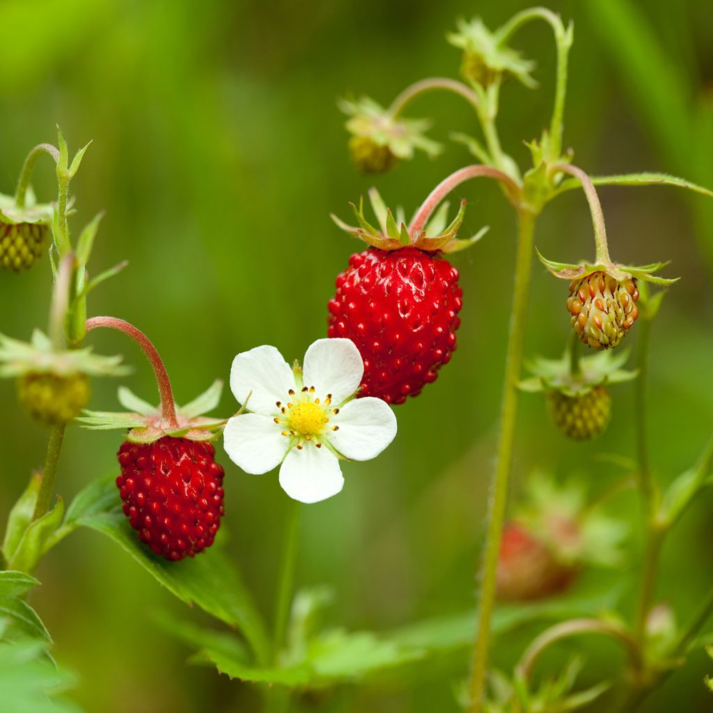 Bosaardbei Quatre Saisons - Fragaria vesca
