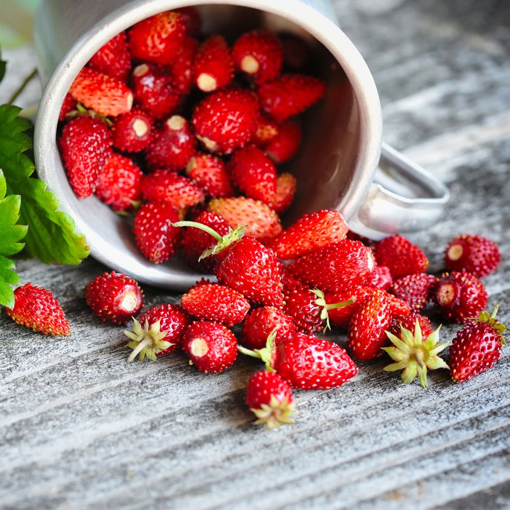 Bosaardbei Quatre Saisons - Fragaria vesca