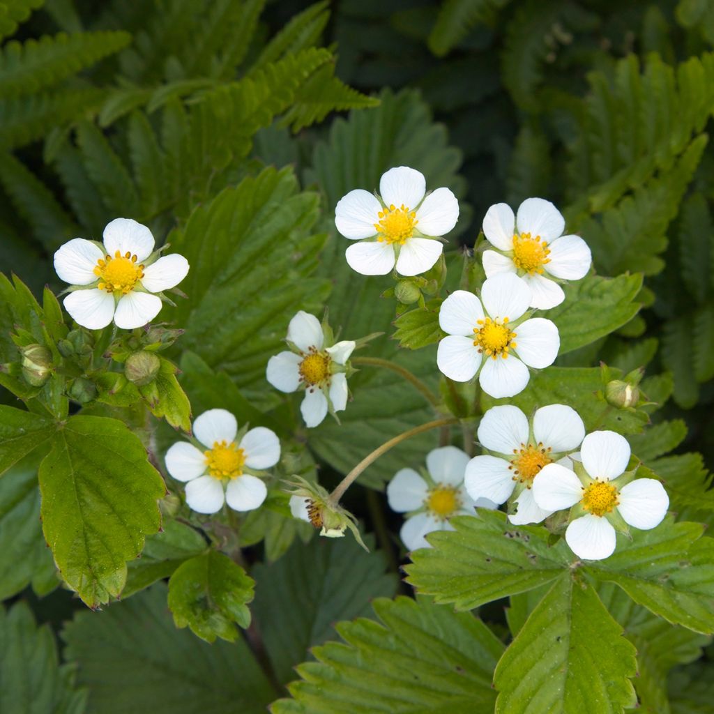 Bosaardbei Quatre Saisons - Fragaria vesca