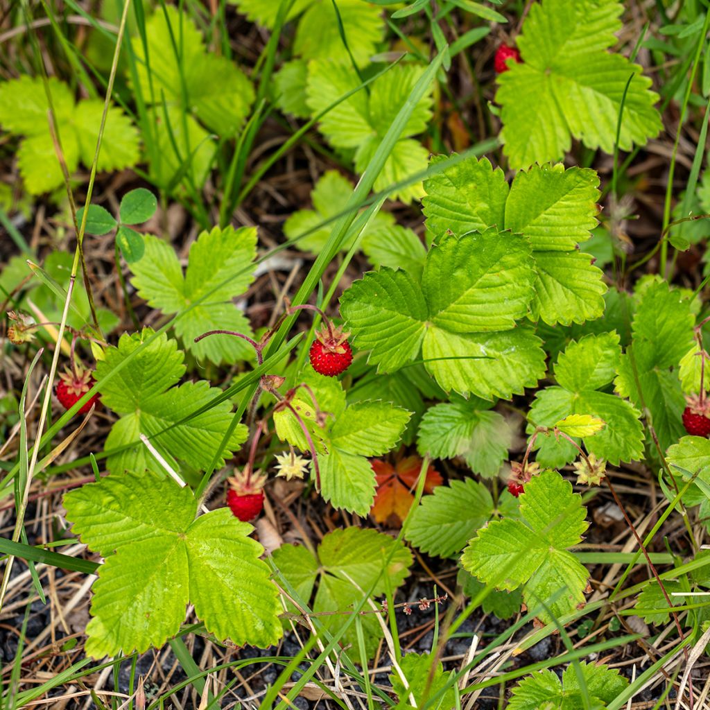 Bosaardbei Quatre Saisons - Fragaria vesca