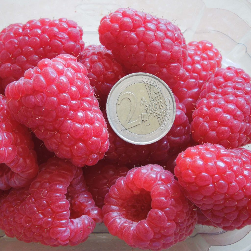 Framboos Versailles (doordragend)