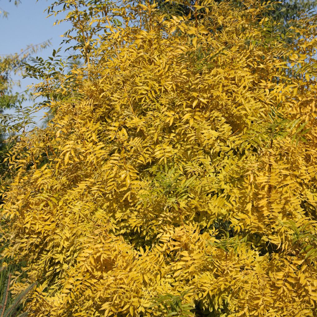 Fraxinus excelsior Allgold - Gewone es