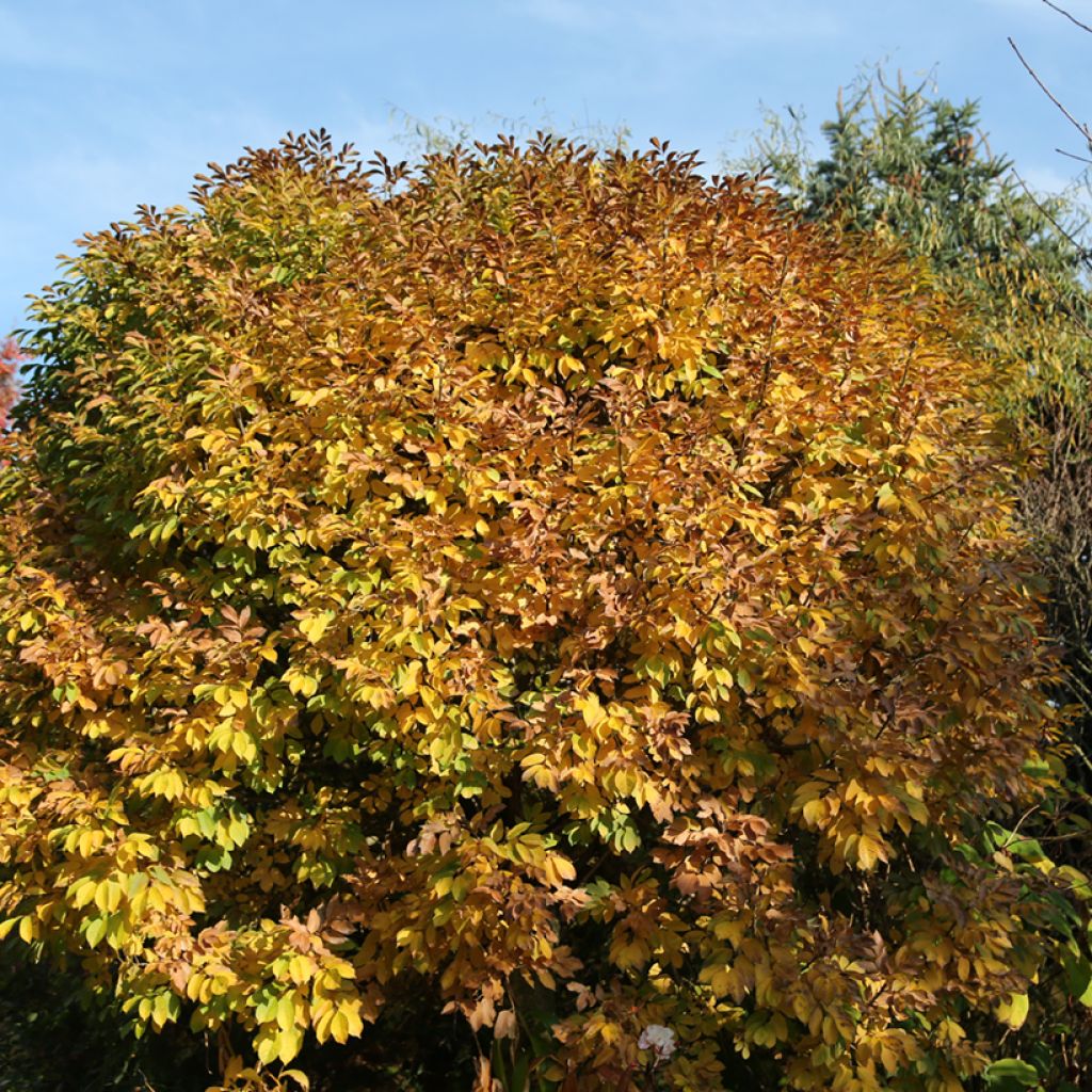 Fraxinus ornus Meczek - Pluim-es