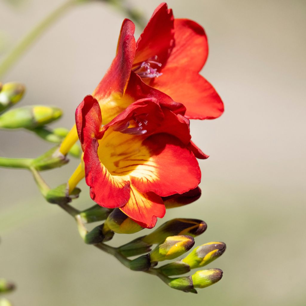 Freesia Rood