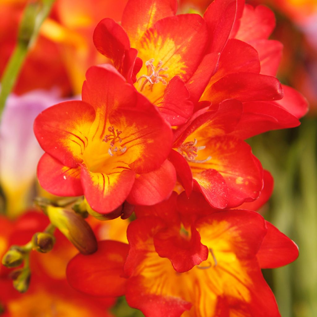 Freesia Rood