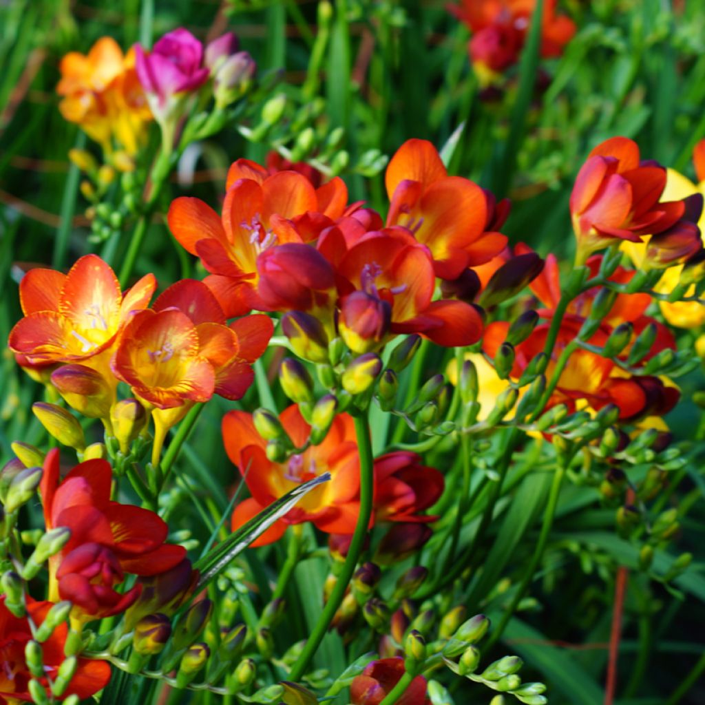 Freesia Rood