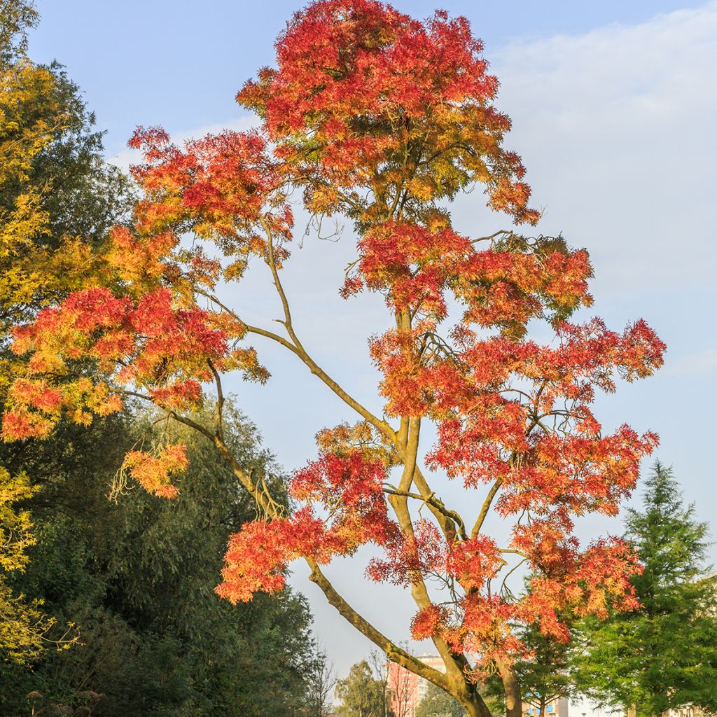 Fraxinus angustifolia Raywood - Smalbladige es