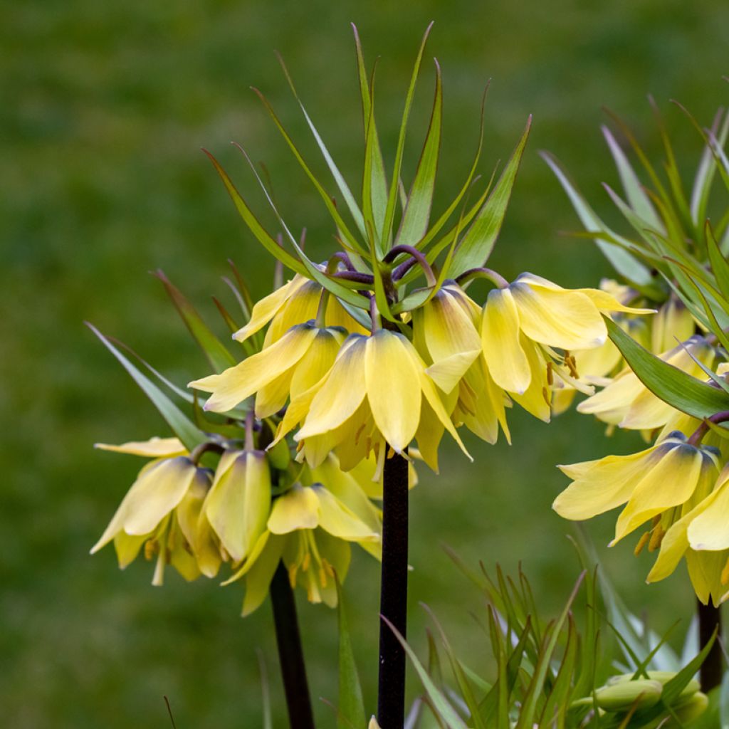 Fritillaria imperialis Early Sensation - Keizerskroon