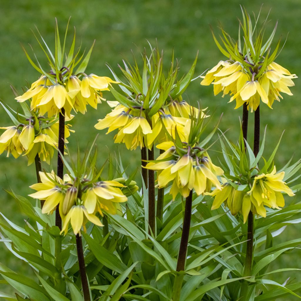 Fritillaria imperialis Early Sensation - Keizerskroon