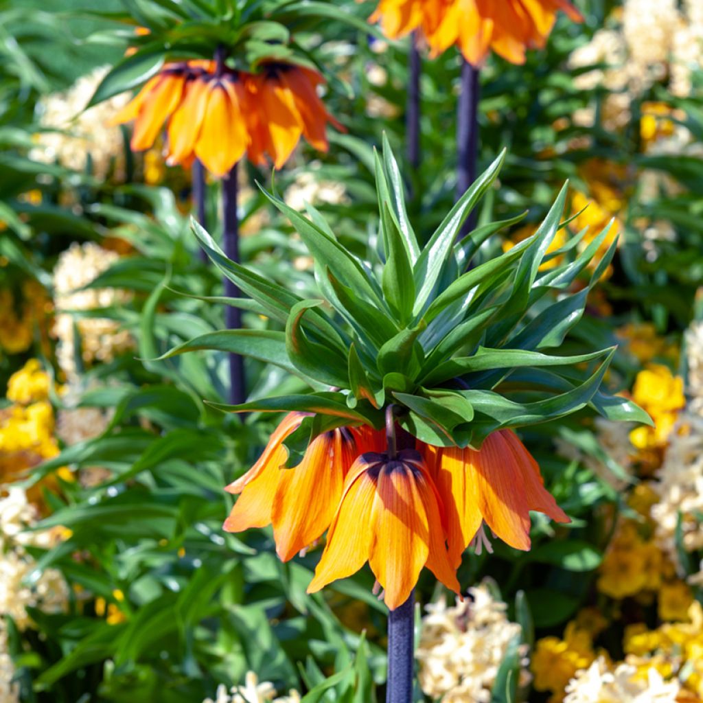 Fritillaria imperialis Sunset - Keizerskroon