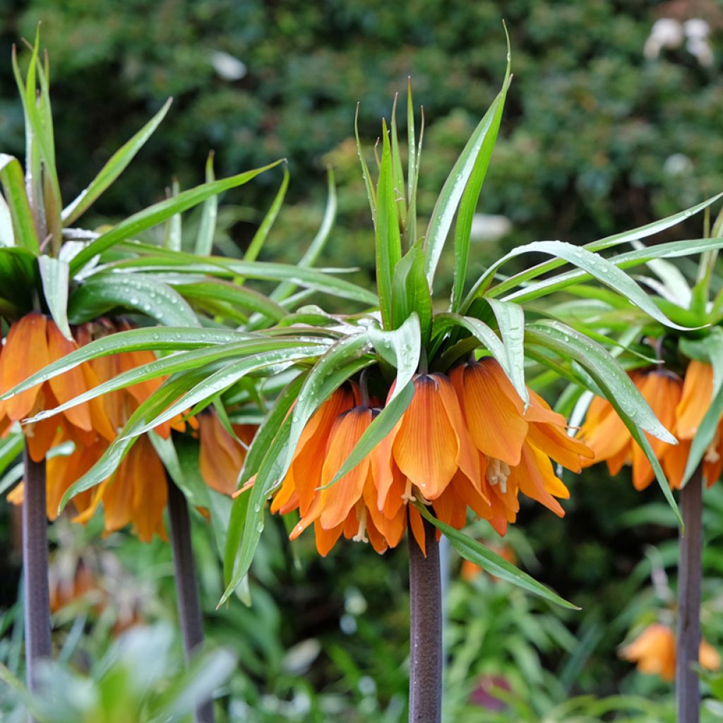 Fritillaria imperialis Sunset - Keizerskroon