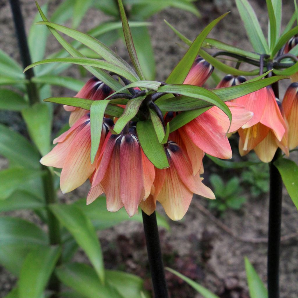 Fritillaria imperialis Orange Beauty - Keizerskroon