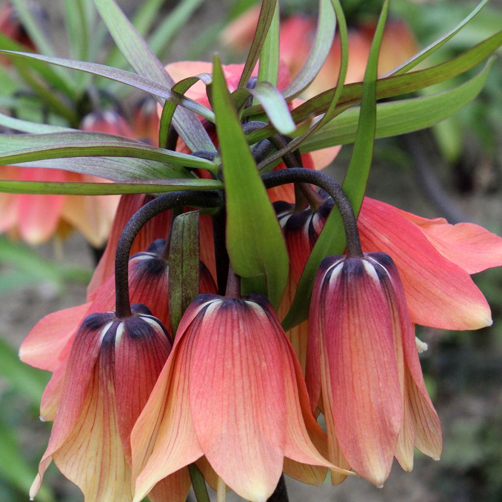 Fritillaria imperialis Orange Beauty - Keizerskroon