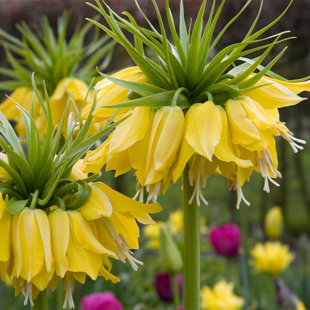 Fritillaria imperialis Lutea - Keizerskroon