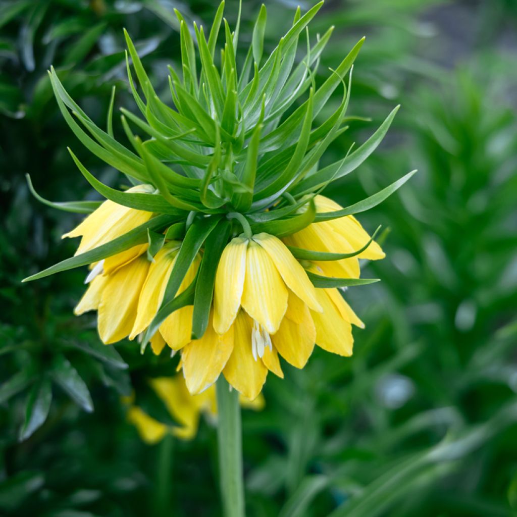 Fritillaria imperialis Lutea - Keizerskroon