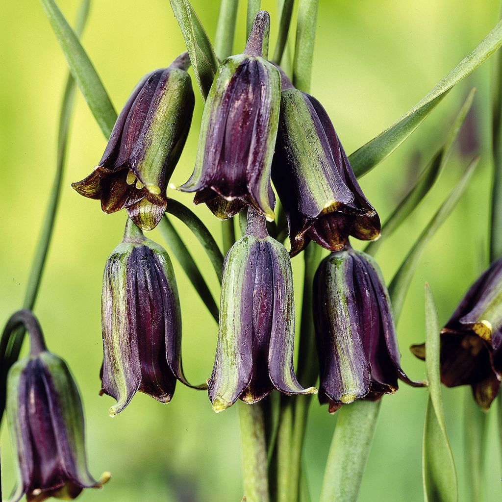 Fritillaria elwesii - Kievitsbloem