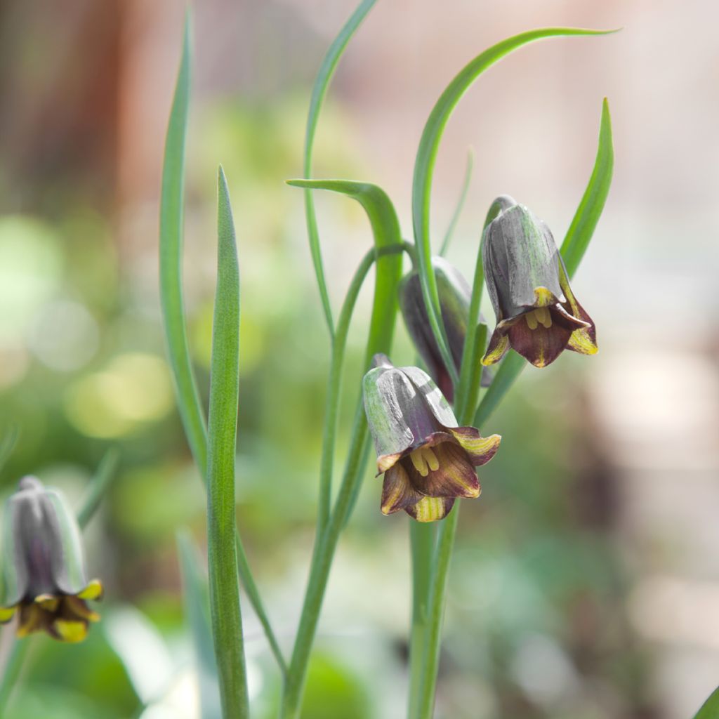 Fritillaria elwesii - Kievitsbloem