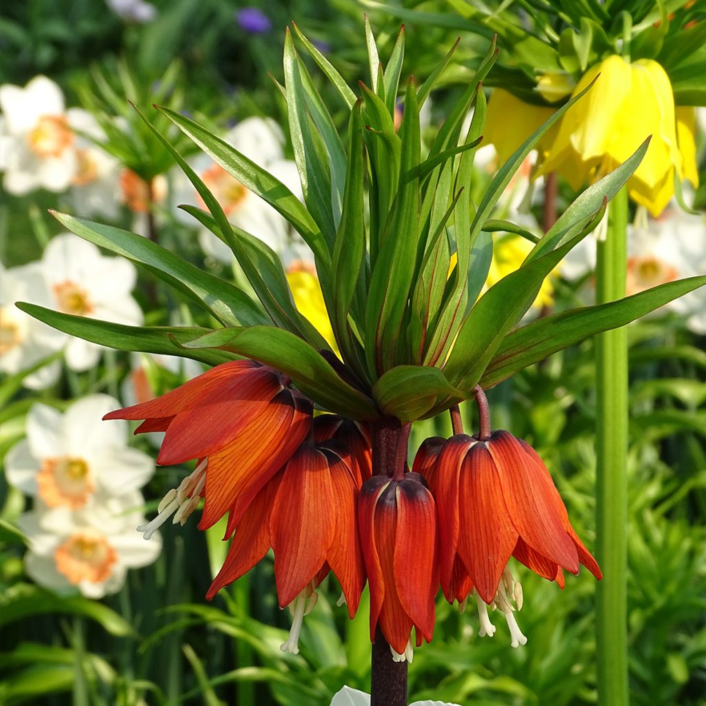 Fritillaria imperialis Rubra - Keizerskroon