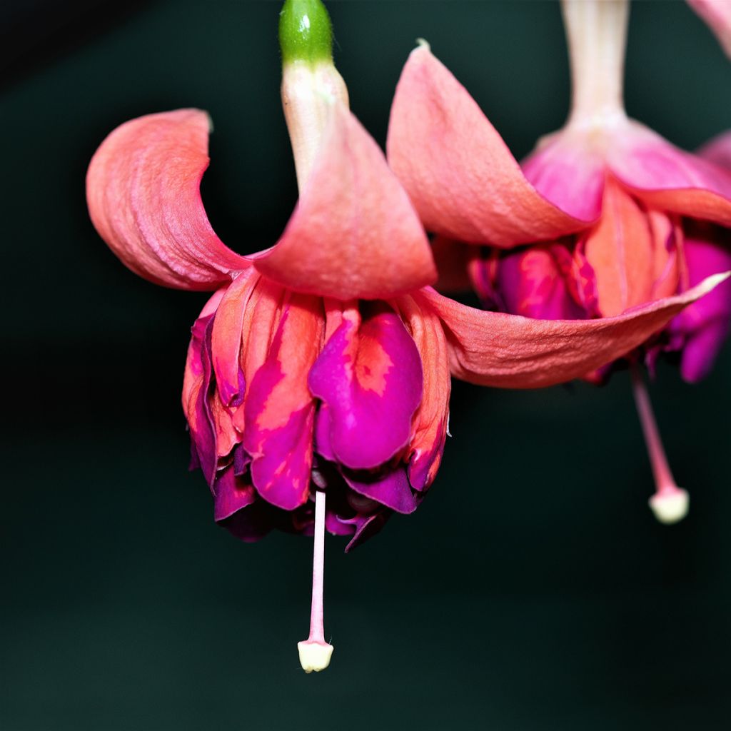 Fuchsia Bicentennial - Bellenplant