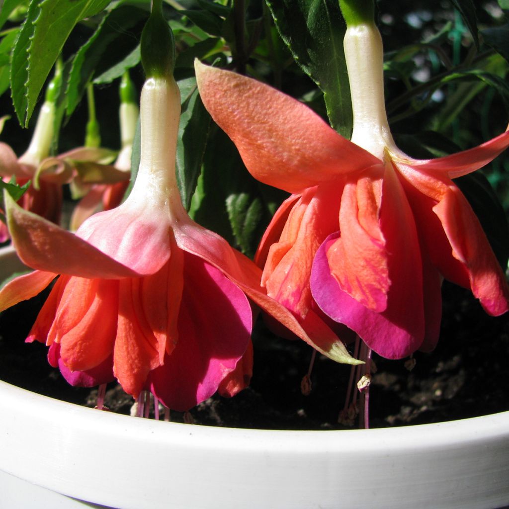 Fuchsia Bicentennial - Bellenplant