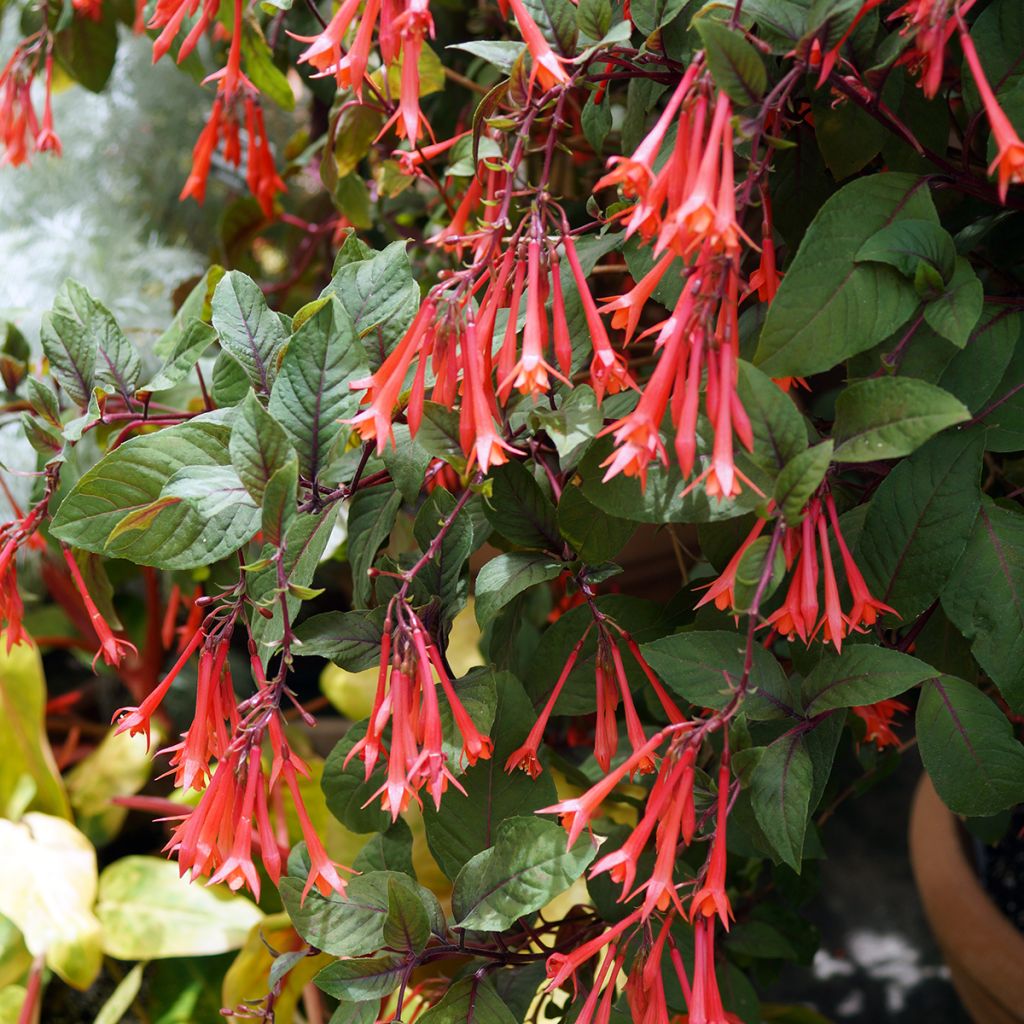 Fuchsia Bush Gartenmeister Bonstedt - Bellenplant