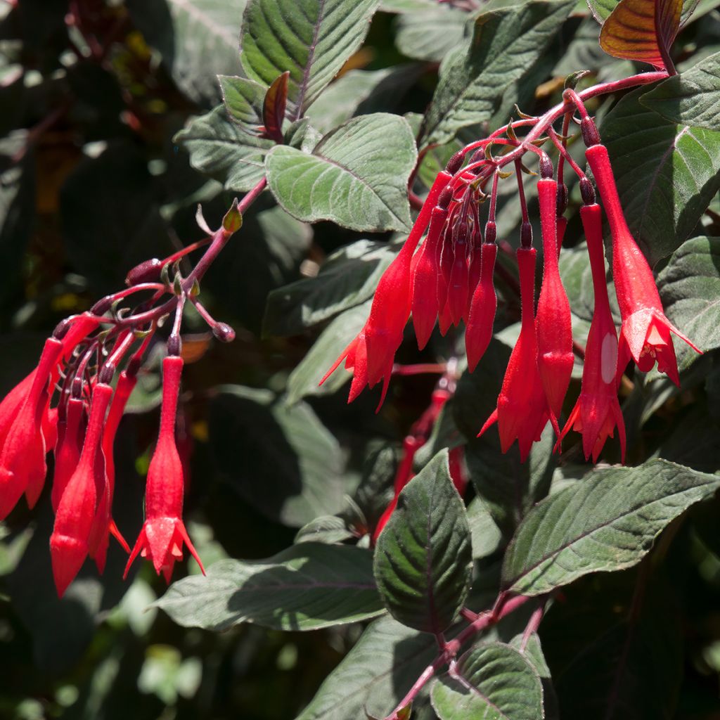 Fuchsia Bush Gartenmeister Bonstedt - Bellenplant