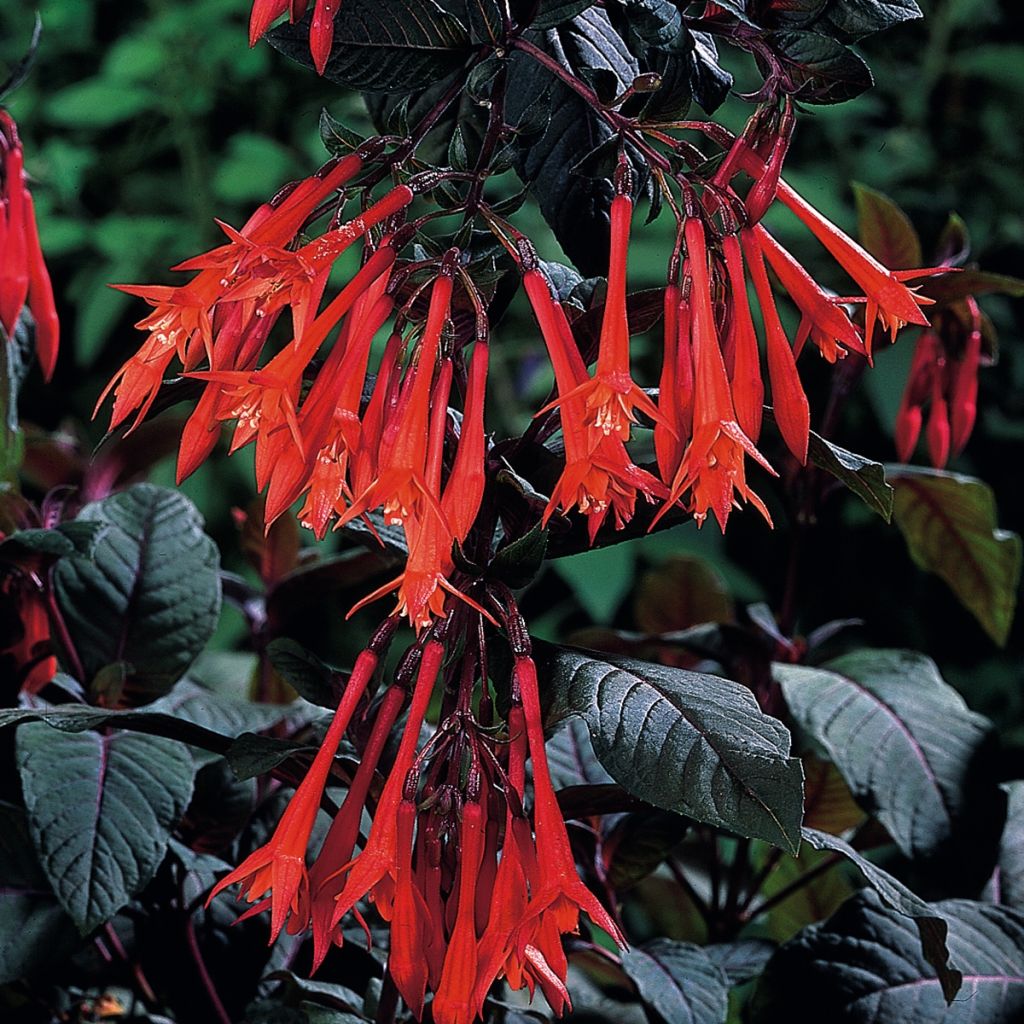 Fuchsia Bush Gartenmeister Bonstedt - Bellenplant