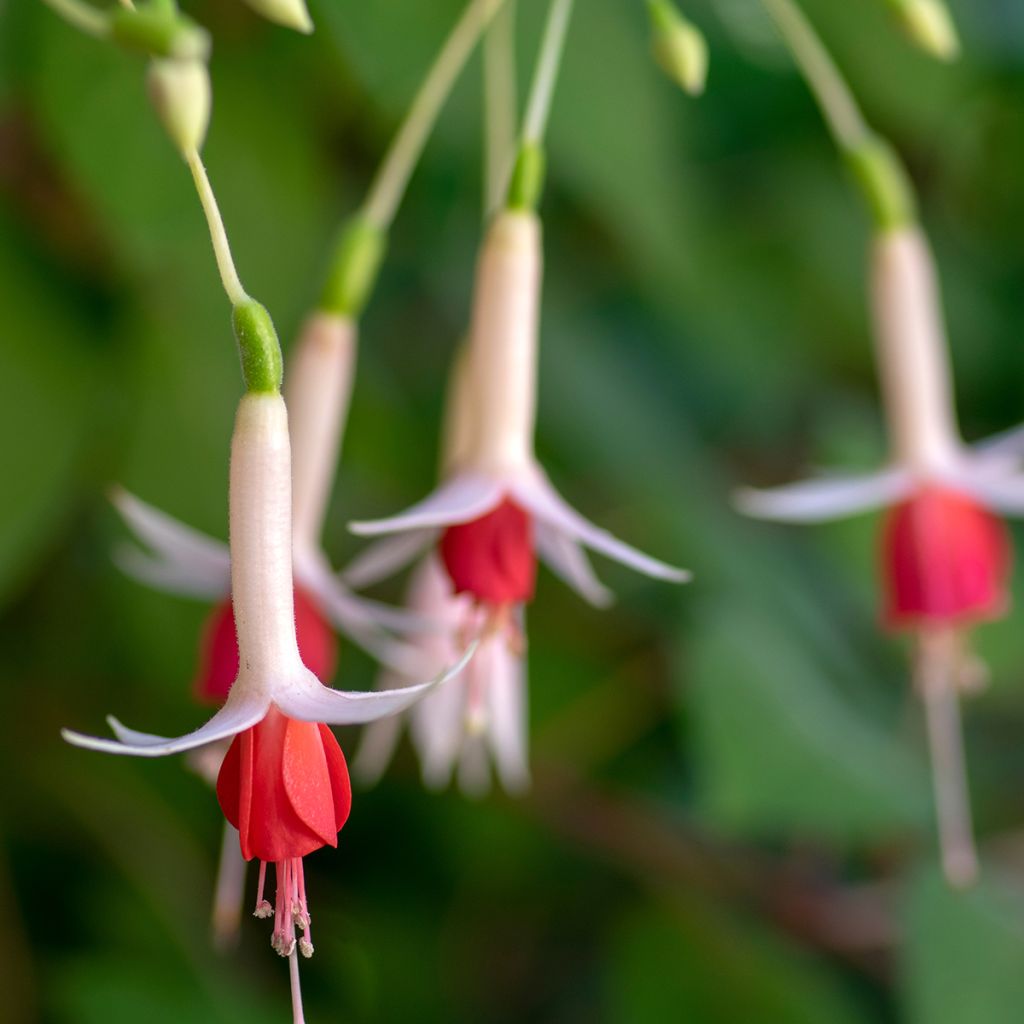 Fuchsia Celia Smedley - Bellenplant