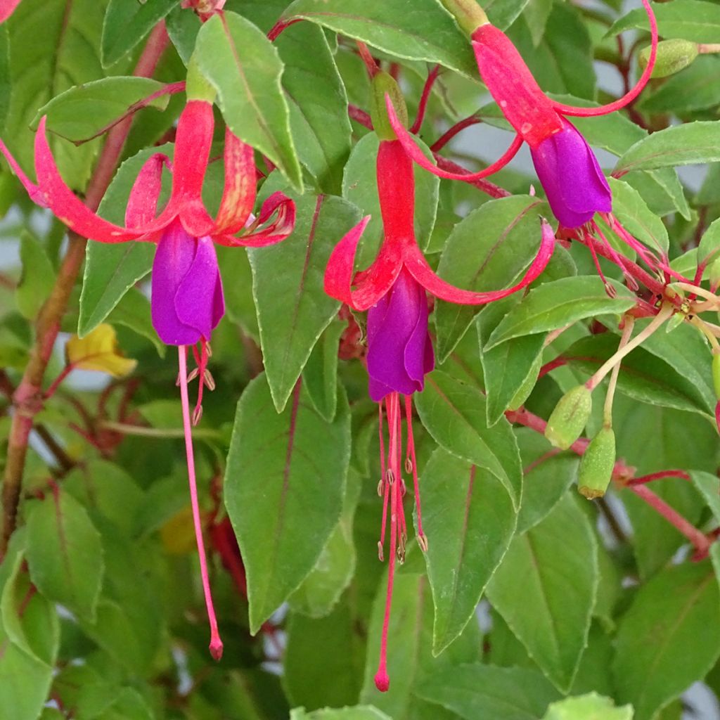 Fuchsia Genii - Winterharde fuchsia