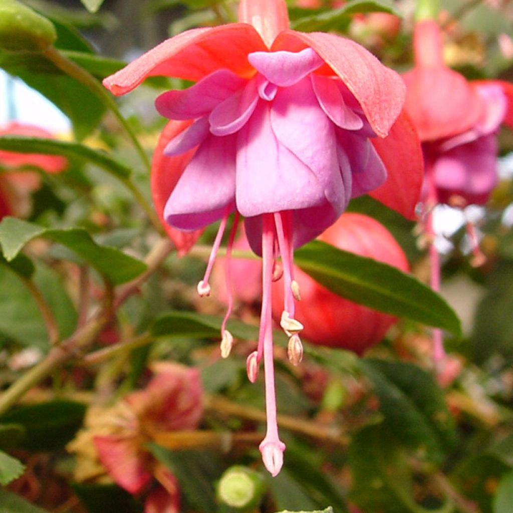 Fuchsia Heidi Ann - Bellenplant