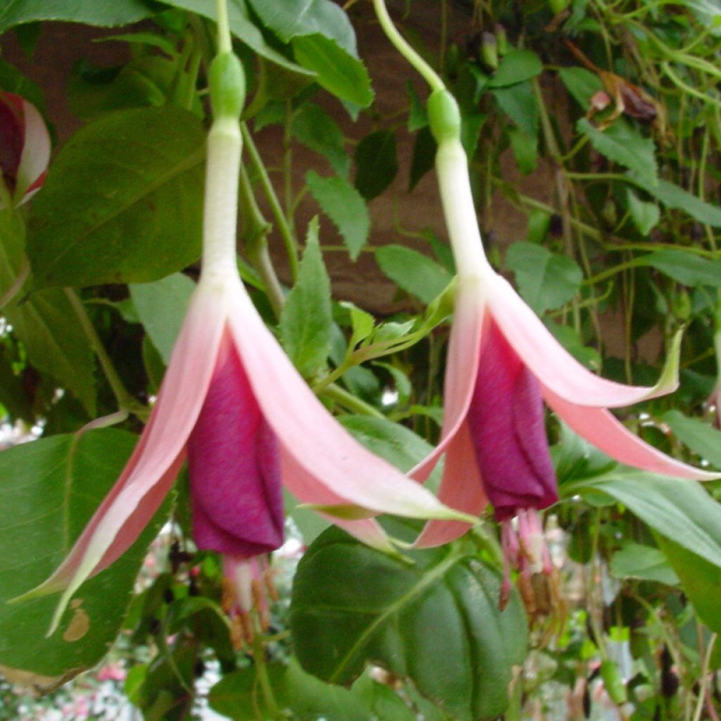 Fuchsia Margaret Thatcher - Bellenplant