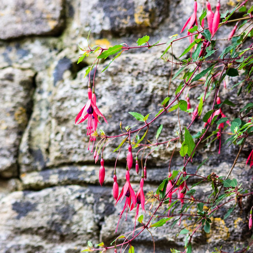 Fuchsia Mrs Popple - Bellenplant