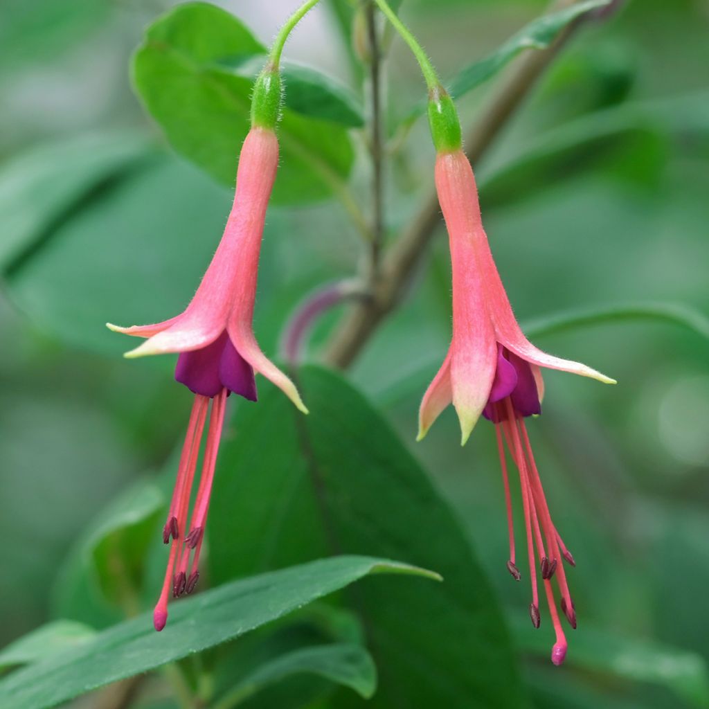 Fuchsia brevilobis - Bellenplant