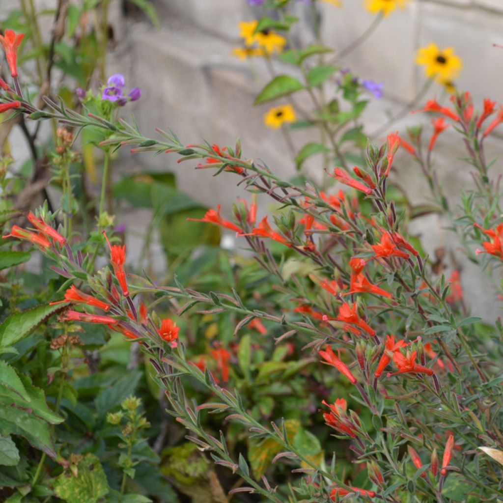 Epilobium canum Dublin - Californische fuchsia