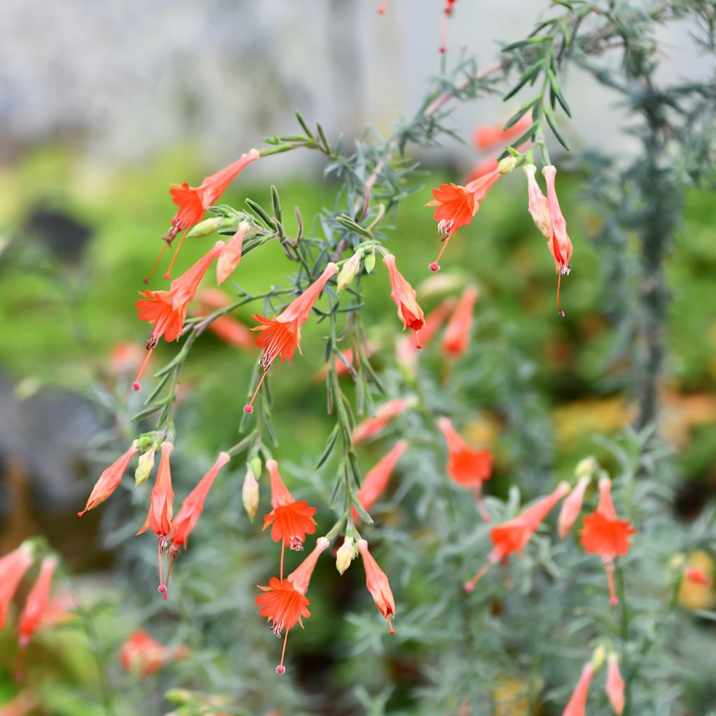 Zauschneria californica - Californische fuchsia