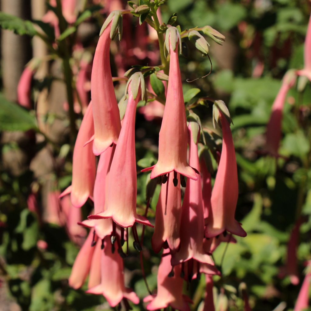 Phygelius aequalis Pink Trumpet - Kaapse fuchsia