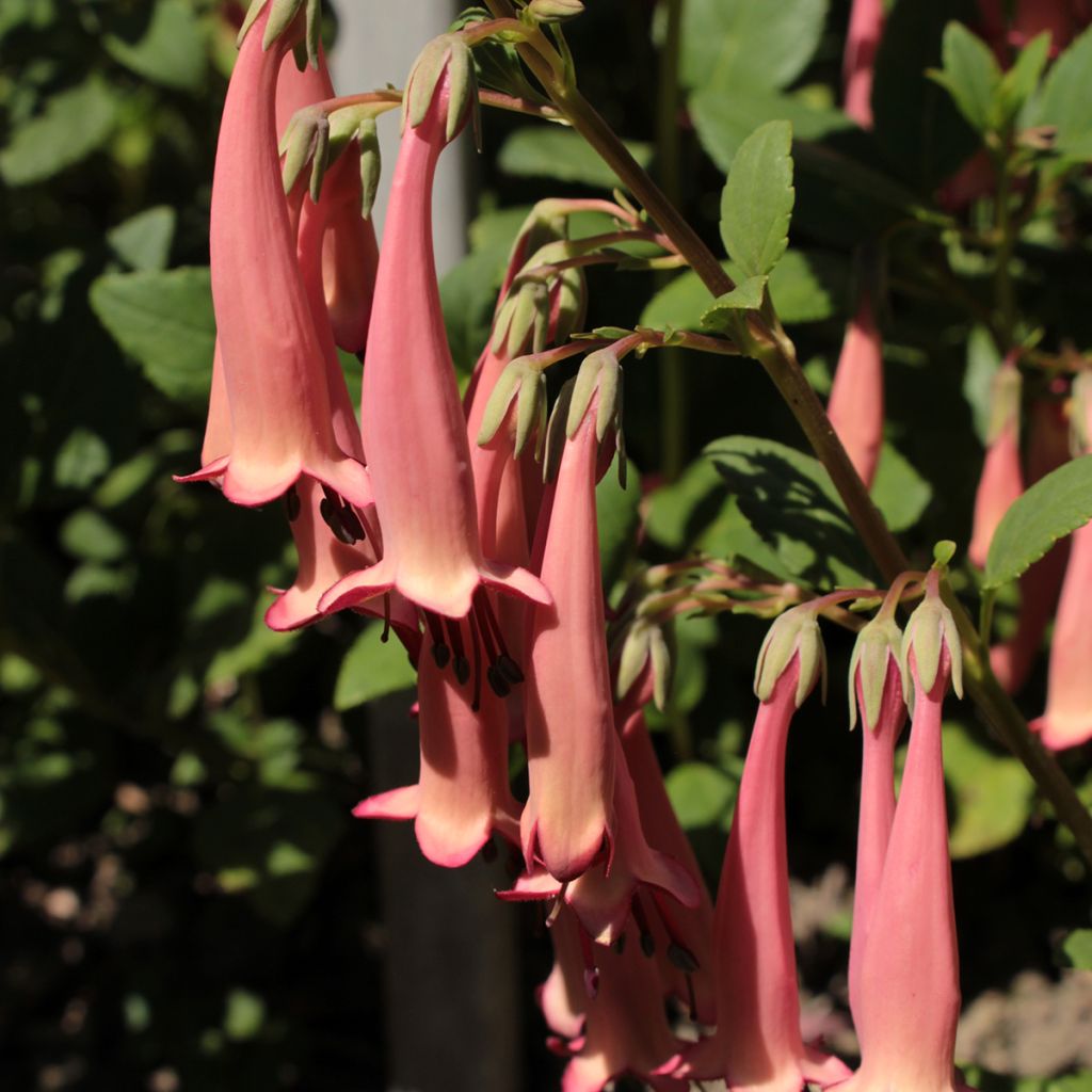 Phygelius aequalis Pink Trumpet - Kaapse fuchsia
